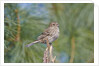 House Finch by Anonymous