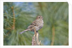 House Finch by Anonymous