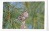 House Finch by Anonymous