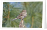 House Finch by Anonymous