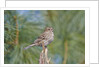 House Finch by Anonymous
