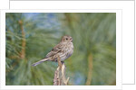 House Finch by Anonymous