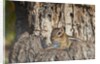Eastern American chipmunk by Anonymous