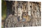 Eastern American chipmunk by Anonymous