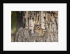 Eastern American chipmunk by Anonymous