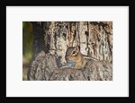 Eastern American chipmunk by Anonymous