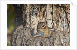 Eastern American chipmunk by Anonymous