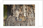 Eastern American chipmunk by Anonymous