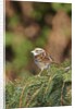 White-throated Sparrow by Anonymous