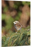 White-throated Sparrow by Anonymous