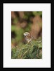 White-throated Sparrow by Anonymous