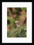 White-throated Sparrow by Anonymous