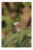 White-throated Sparrow by Anonymous