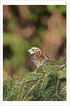 White-throated Sparrow by Anonymous