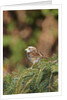 White-throated Sparrow by Anonymous