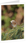 White-throated Sparrow by Anonymous