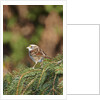 White-throated Sparrow by Anonymous