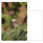 White-throated Sparrow by Anonymous