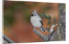 Tufted Titmouse by Anonymous