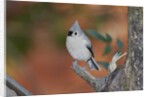 Tufted Titmouse by Anonymous