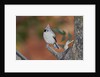 Tufted Titmouse by Anonymous
