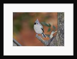 Tufted Titmouse by Anonymous