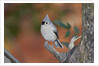 Tufted Titmouse by Anonymous