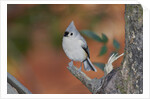 Tufted Titmouse by Anonymous