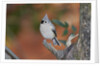 Tufted Titmouse by Anonymous