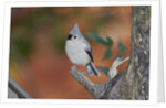 Tufted Titmouse by Anonymous