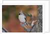 Tufted Titmouse by Anonymous