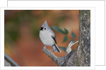 Tufted Titmouse by Anonymous