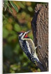 Yellow-beilled Sapsucker by Anonymous