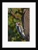 Yellow-beilled Sapsucker by Anonymous