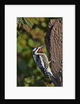 Yellow-beilled Sapsucker by Anonymous