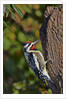 Yellow-beilled Sapsucker by Anonymous