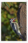 Yellow-beilled Sapsucker by Anonymous