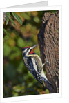 Yellow-beilled Sapsucker by Anonymous