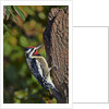 Yellow-beilled Sapsucker by Anonymous