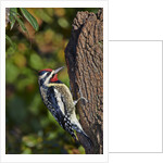 Yellow-beilled Sapsucker by Anonymous