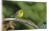 Pine Warbler by Anonymous