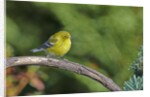 Pine Warbler by Anonymous