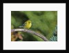 Pine Warbler by Anonymous