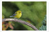 Pine Warbler by Anonymous