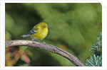 Pine Warbler by Anonymous