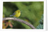 Pine Warbler by Anonymous