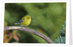 Pine Warbler by Anonymous