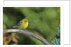 Pine Warbler by Anonymous