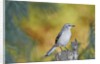 Northern Mockingbird by Anonymous
