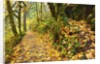 fall colors add beauty trail, Silver Falls State Park, Oregon by Anonymous